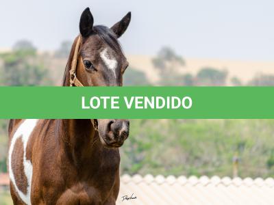 LOTE 008 - INDIAN BLACK CODY