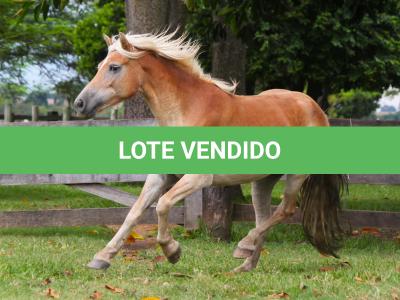 LOTE 003 - VIOLETA