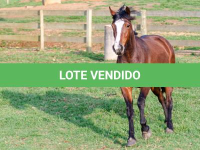 LOTE 002 - JOIA DA CAPIVARA