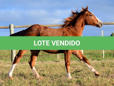 LOTE 021 - JOHN CAT GUN CDA