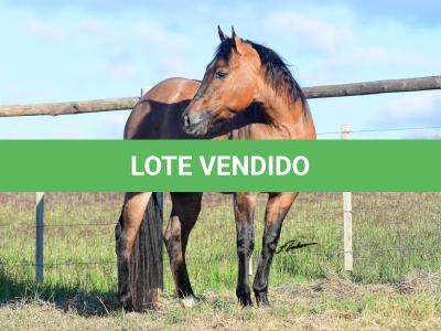 LOTE 008 - SIMBA DUN'IT MIME