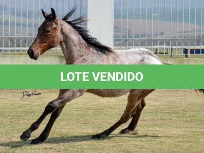 LOTE 005 - BLUE CHICOLENA
