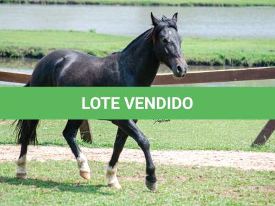 LOTE 003 - BARUC DA FLORÊNCIA