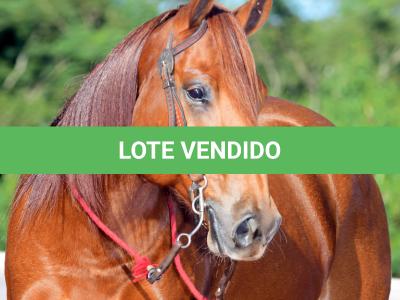 LOTE 025 - DORY RAINBOW