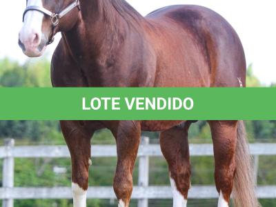 LOTE 036 - SECOND AMENDENT (Coberturas)