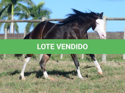 LOTE 011 - SEVERUS BOY MIME