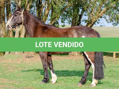 LOTE 013 - BELLE OCASION