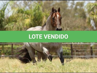 LOTE 100 - METALLIC REY STAR 4M (Coberturas)