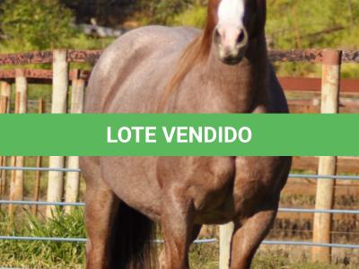 LOTE 002 - INDUTORA PISTOL AJS