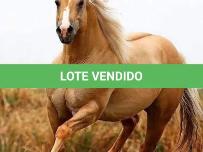 LOTE 016 - GENUINE RED QUINCY (Coberturas)