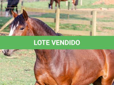 LOTE 002 - JOIA DA CAPIVARA