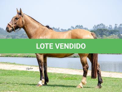 LOTE 014 - LÉGUA DA RORAIMA