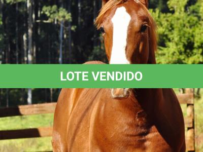 LOTE 021 - JOHN CAT GUN CDA