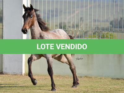 LOTE 022 - JACK PEP KEYS