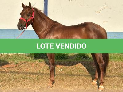 LOTE 018 - SPIRIT HANCOCK