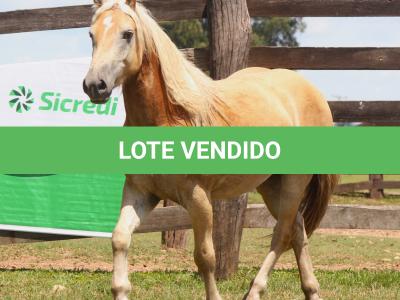 LOTE 006 - CHUCRUTES