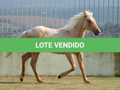 LOTE 002 - PERIS IN BLUE