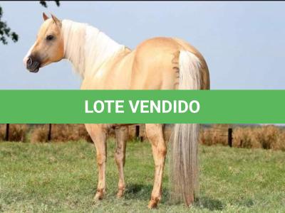 LOTE 016 - GENUINE RED QUINCY (Coberturas)