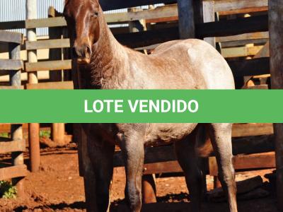 LOTE 022 - ZEUS BET CAT CDA
