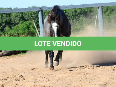 LOTE 100 - ONCE IN METAL (Coberturas)