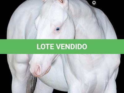 LOTE 010 - WHITE WARRIOR GUN