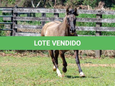 LOTE 015 - LOS MOIRONES IANSÃ