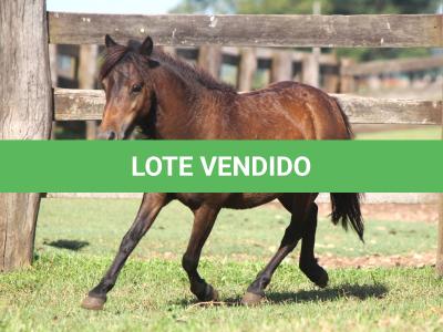 LOTE 008 - NUTELLA