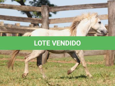 LOTE 009 - MILK SHAKE