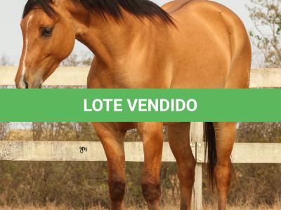 LOTE 008 - DEFENDER THE GUNS
