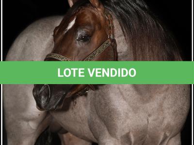 LOTE 100 - METALLIC REY STAR 4M (Coberturas)
