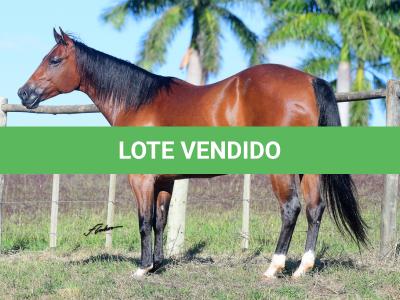 LOTE 004 - MISS JAY TOP
