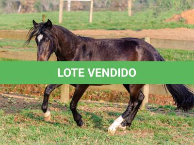 LOTE 006 - KALUNGA DA CAPIVARA