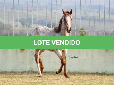 LOTE 007 - JACK KEYS