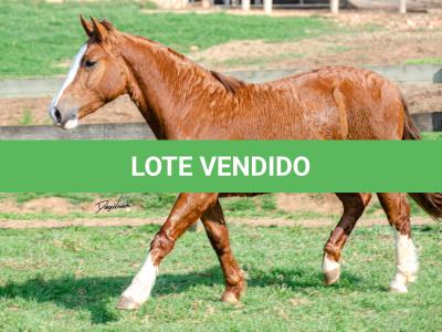 LOTE 004 - KYLIAN DA CAPIVARA