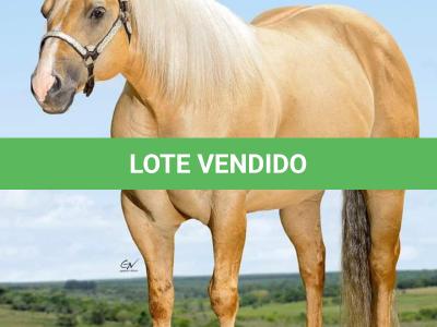 LOTE 016 - GENUINE RED QUINCY (Coberturas)