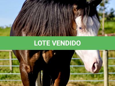 LOTE 011 - SEVERUS BOY MIME