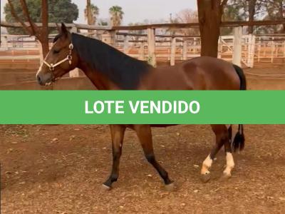 LOTE 003 - EMBRIÃO A EFETIVAR (LITTLE JAZZAREY x REDNECK CRAT)