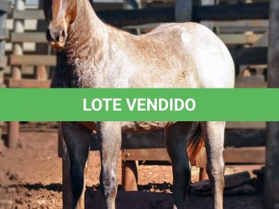 LOTE 022 - ZEUS BET CAT CDA