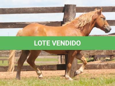 LOTE 012 - BOA IDEIA