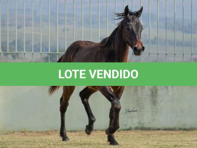 LOTE 008 - SUPER DUAL KEYS