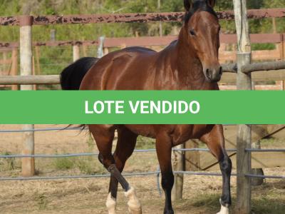 LOTE 004 - MISS JAY TOP