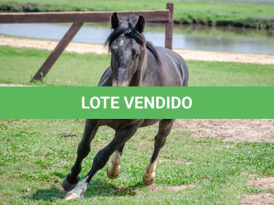 LOTE 003 - BARUC DA FLORÊNCIA