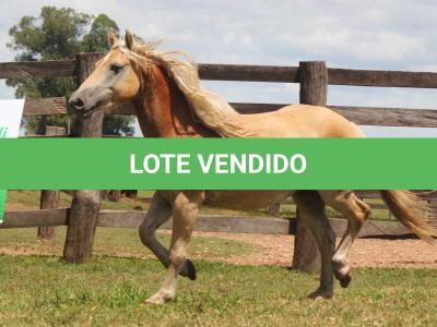 LOTE 006 - CHUCRUTES