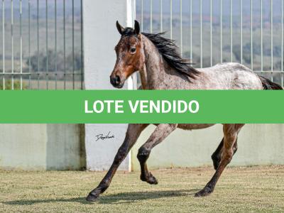LOTE 005 - BLUE CHICOLENA