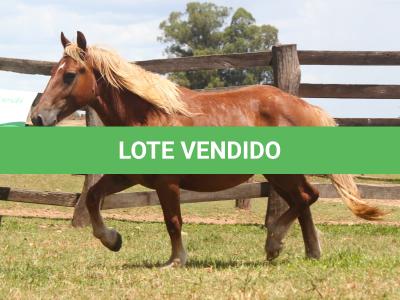 LOTE 011 - ARTILHEIRO