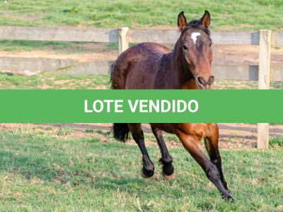 LOTE 011 - NIAZZI TARRAFA