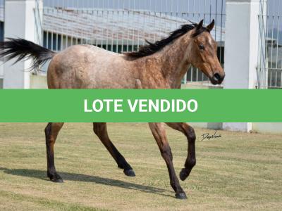 LOTE 019 - GAUCHO HICKORY