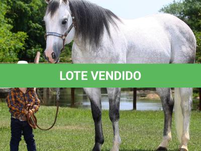 LOTE 047 - METALLIC BOY (Coberturas)