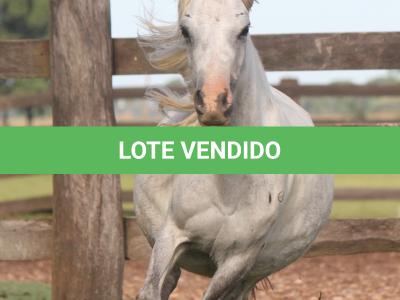 LOTE 012 - BELA