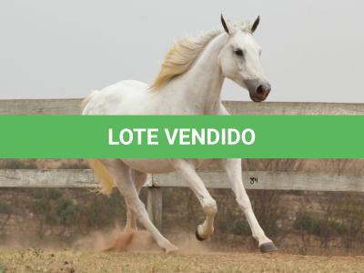 LOTE 007 - KEENNESS BONSMAL